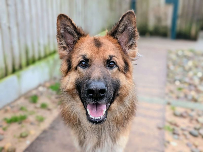 German Shepherd for adoption in Cardiff – 2 years old - Image 3 of 5