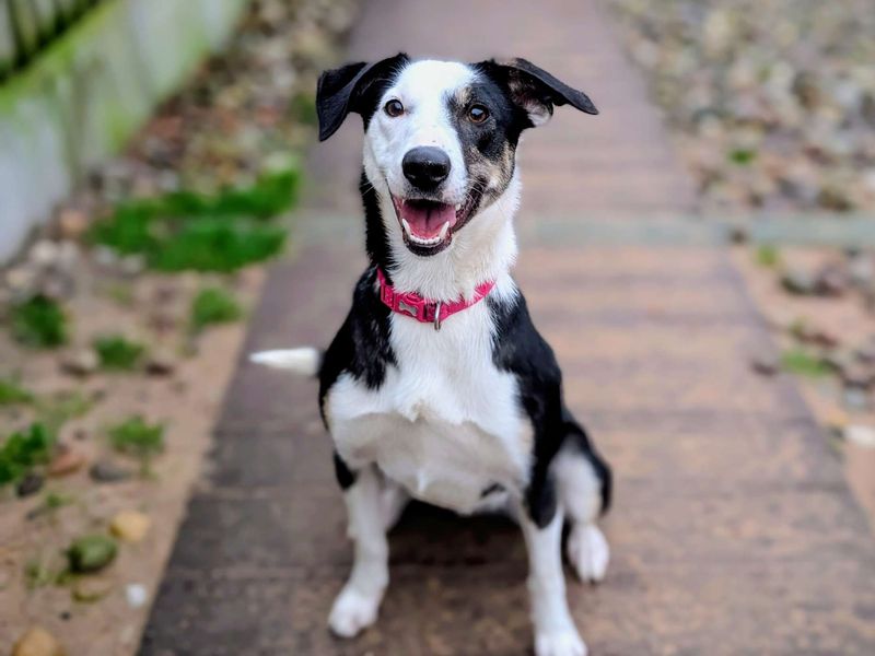 Border Collie for adoption in Cardiff / Caerdydd, South Glamorgan – 10 months old - Image 4 of 7