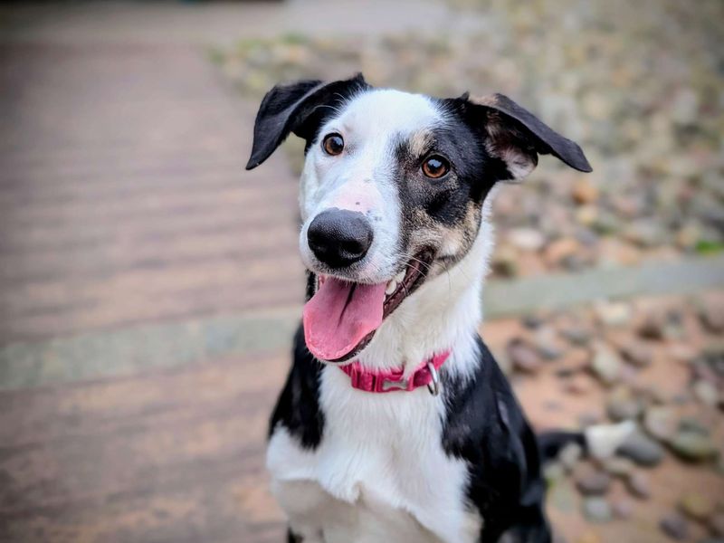 Border Collie for adoption in Cardiff, Glamorgan – 10 months old