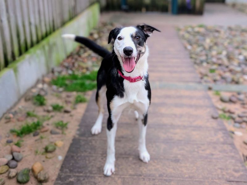 Border Collie for adoption in Cardiff / Caerdydd, South Glamorgan – 10 months old - Image 2 of 7