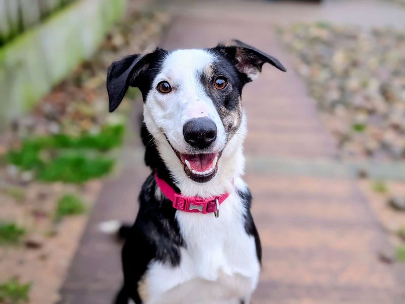 Border Collie for adoption in Cardiff / Caerdydd, South Glamorgan – 10 months old - Image 7 of 7