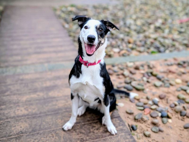 Border Collie for adoption in Cardiff / Caerdydd, South Glamorgan – 10 months old - Image 5 of 7