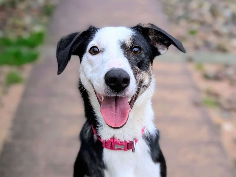 Border Collie for adoption in Cardiff / Caerdydd, South Glamorgan – 10 months old - Image 6 of 7