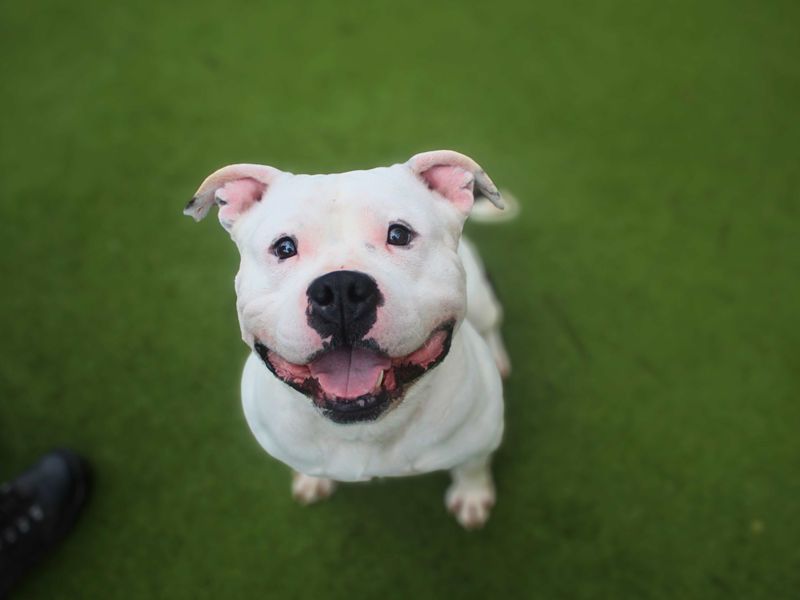 Staffordshire Bull Terrier Dogs And Puppies For Adoption