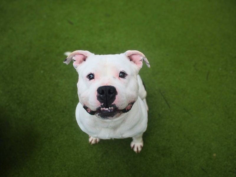 Chance - Image 2 of 5