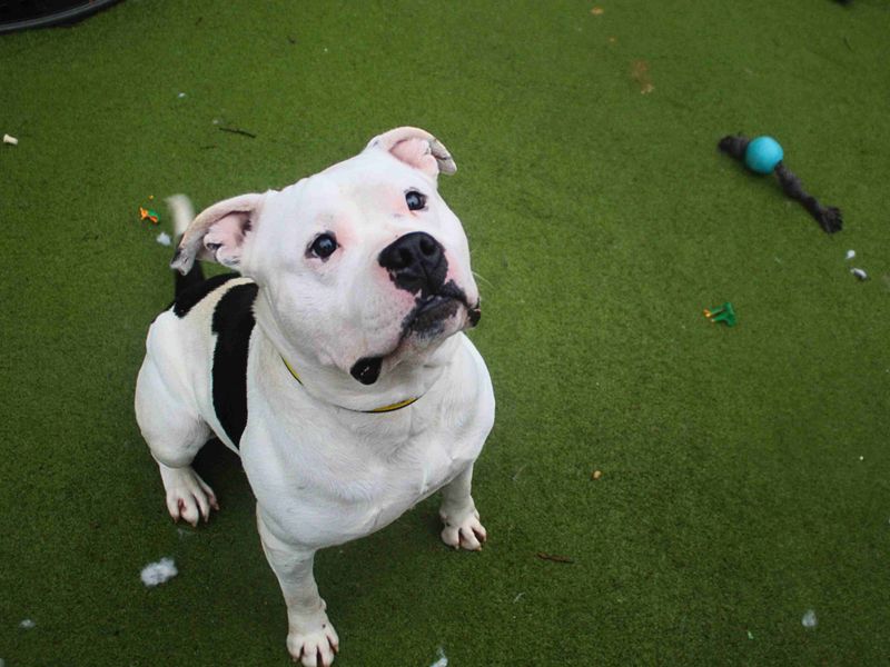 Chance - Image 5 of 5