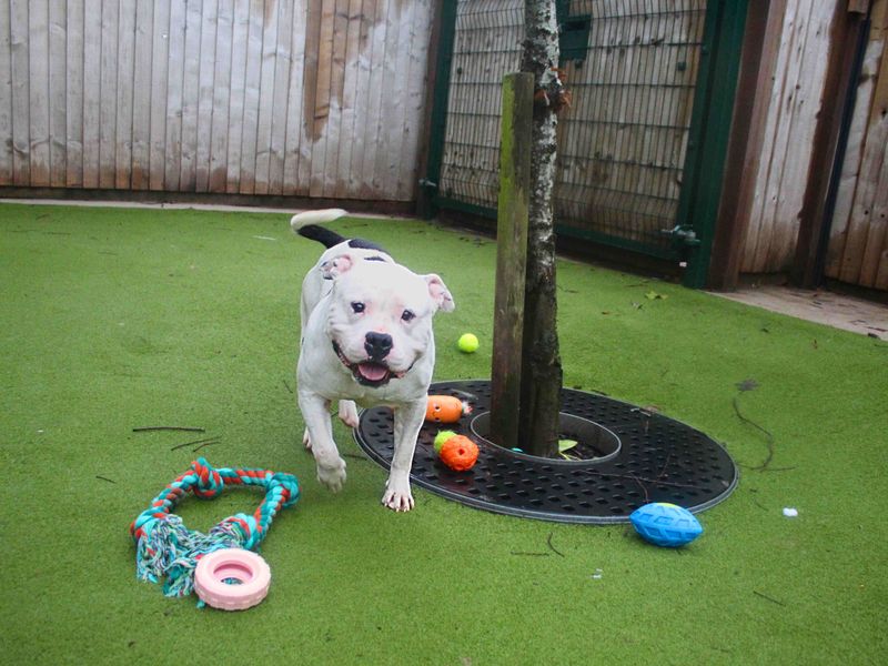 Chance - Image 3 of 5