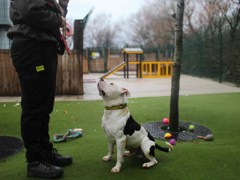 Chance - Image 4 of 5