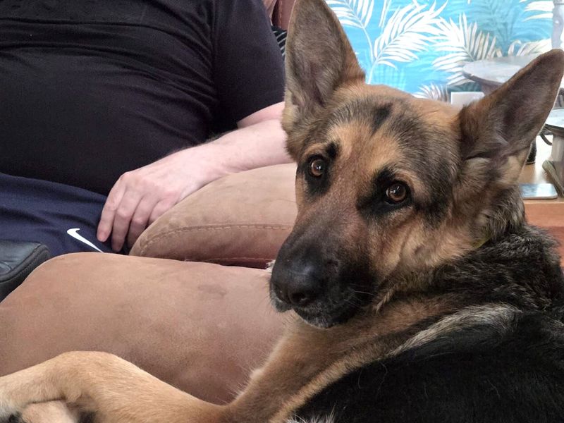 Lou Lou | German Shepherd Dog | Kenilworth (West Midlands) - 1