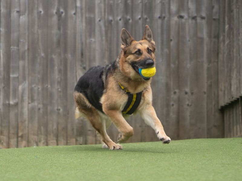 undefined | German Shepherd Dog | undefined - 1