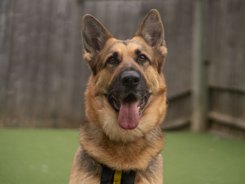 undefined | German Shepherd Dog | undefined - 2
