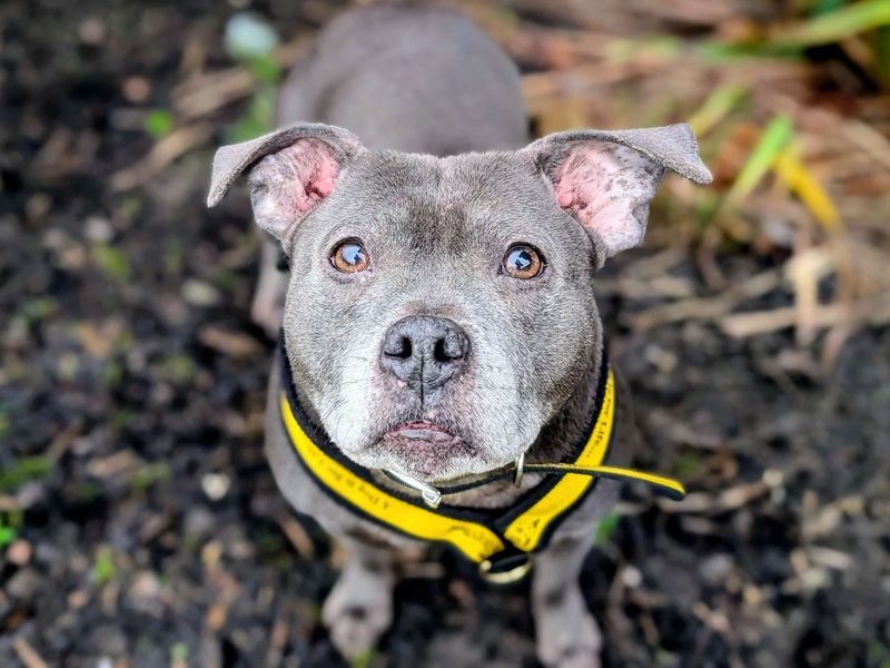 Staffordshire Bull Terrier Dogs And Puppies For Adoption