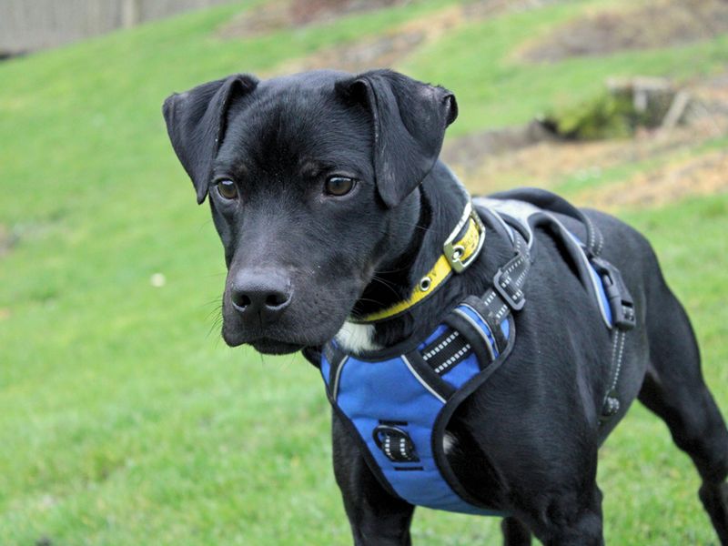 Staffordshire Bull Terrier Dogs And Puppies For Adoption