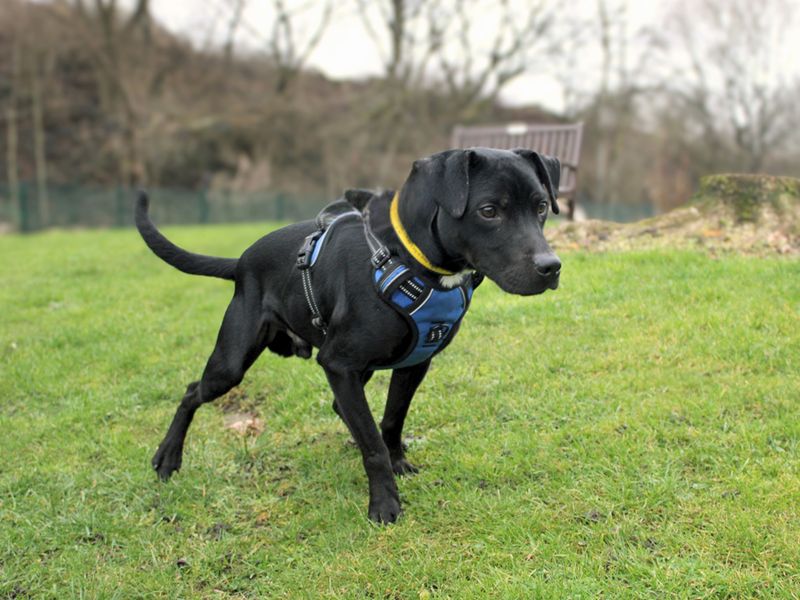 Staffordshire Bull Terrier for adoption in Liverpool, Merseyside – 1 year old - Image 2 of 3