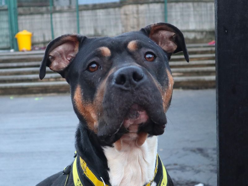 Cece, a 4 years old female Unknown available for adoption from Dogs Trust in Harefield, Greater London