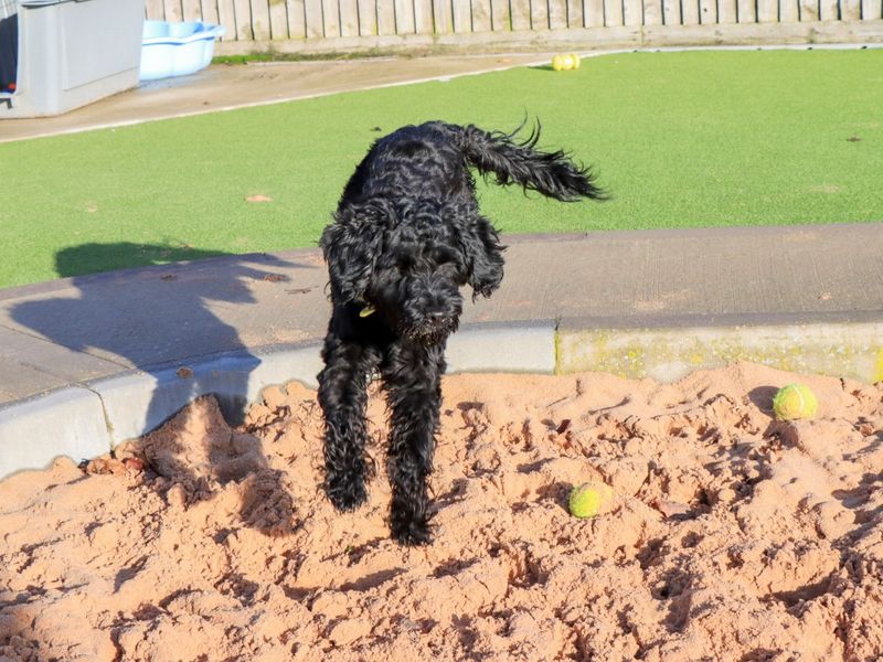 Poodle for adoption in Evesham, Worcestershire – 2 years old - Image 5 of 6