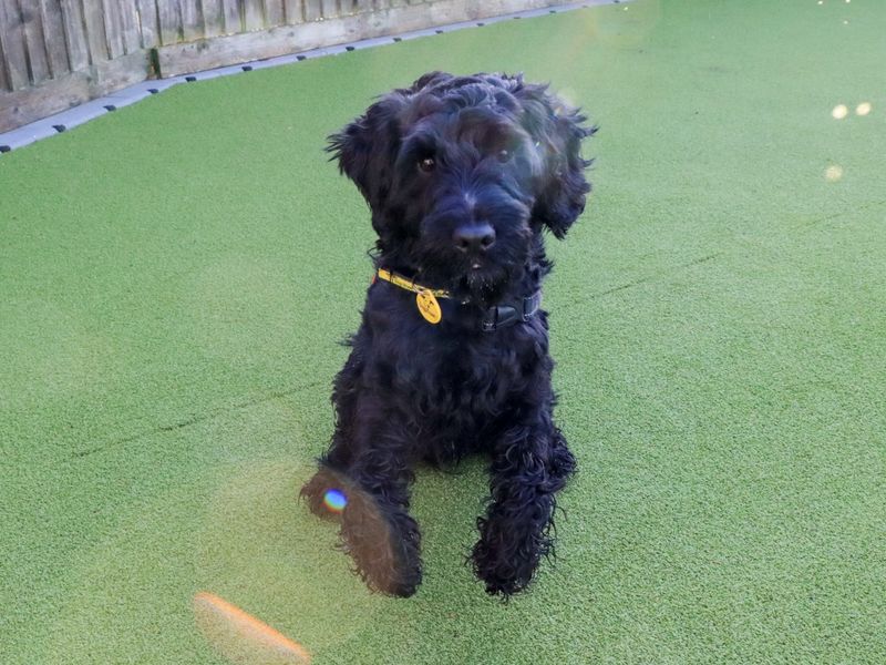 Poodle for adoption in Evesham, Worcestershire – 2 years old - Image 6 of 6