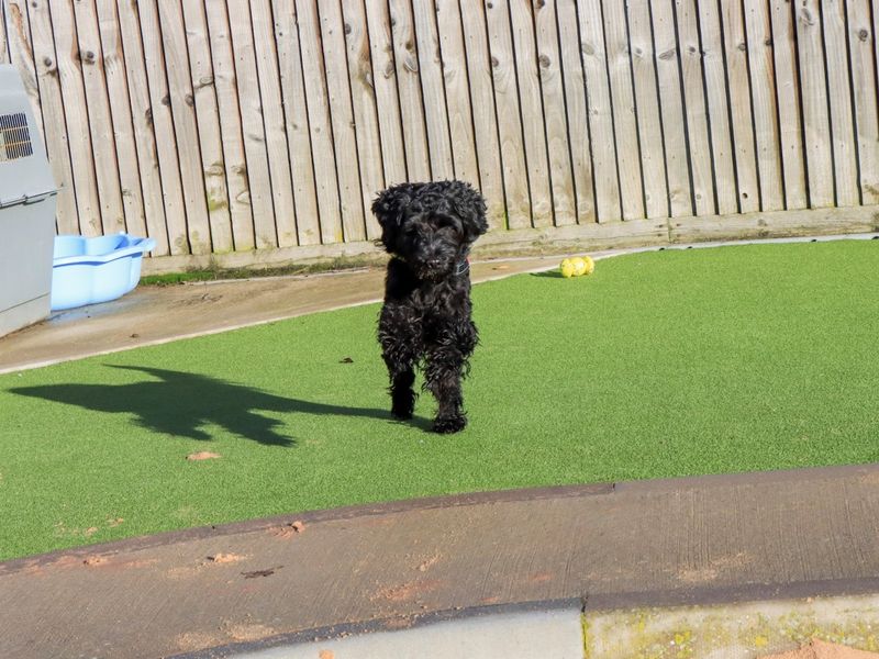 Cocker Spaniel for adoption in Evesham, Worcestershire – 2 years old