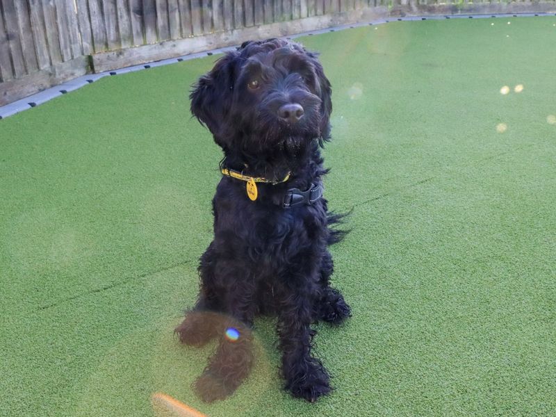 Poodle for adoption in Evesham, Worcestershire – 2 years old - Image 2 of 6