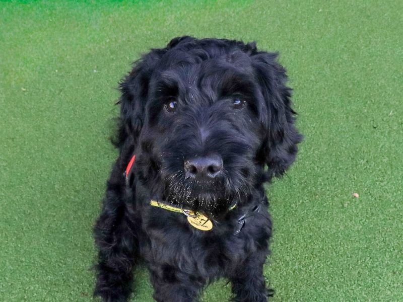 Poodle for adoption in Evesham, Worcestershire – 2 years old - Image 3 of 6