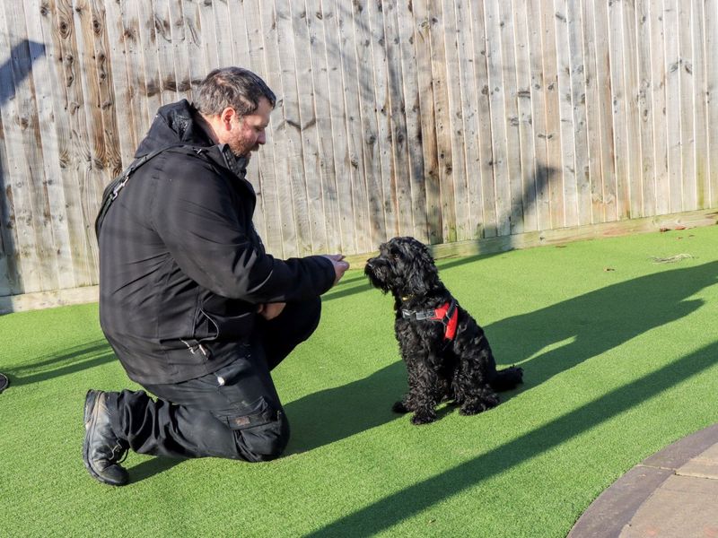 Poodle for adoption in Evesham, Worcestershire – 2 years old - Image 4 of 6
