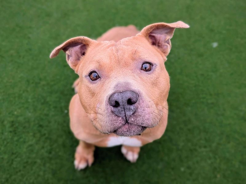 Staffordshire Bull Terrier for adoption in Cardiff / Caerdydd, South Glamorgan – 4 years old - Image 2 of 5