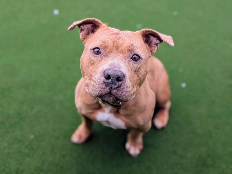 Staffordshire Bull Terrier for adoption in Cardiff / Caerdydd, South Glamorgan – 4 years old - Image 4 of 5