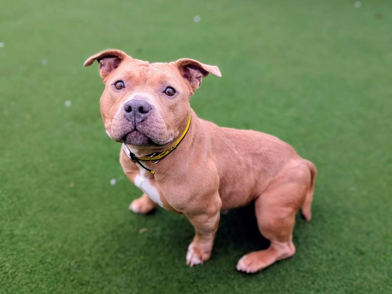 Staffordshire Bull Terrier for adoption in Cardiff / Caerdydd, South Glamorgan – 4 years old - Image 5 of 5