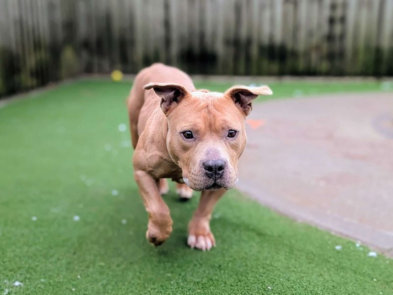 Staffordshire Bull Terrier for adoption in Cardiff / Caerdydd, South Glamorgan – 4 years old - Image 3 of 5