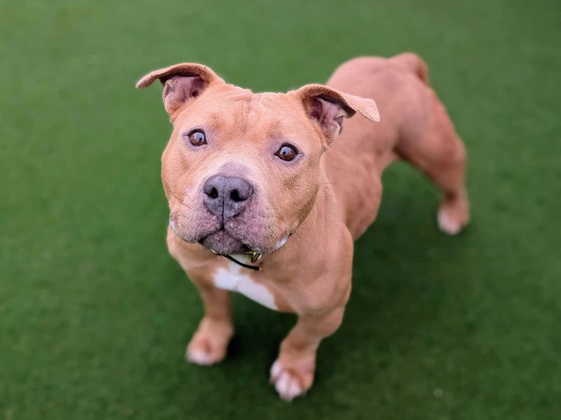 Staffordshire Bull Terrier for adoption in Cardiff, Glamorgan – 4 years old