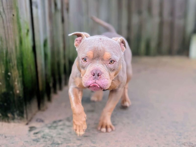 Staffordshire Bull Terrier for adoption in Cardiff / Caerdydd, South Glamorgan – 2 years old - Image 5 of 6