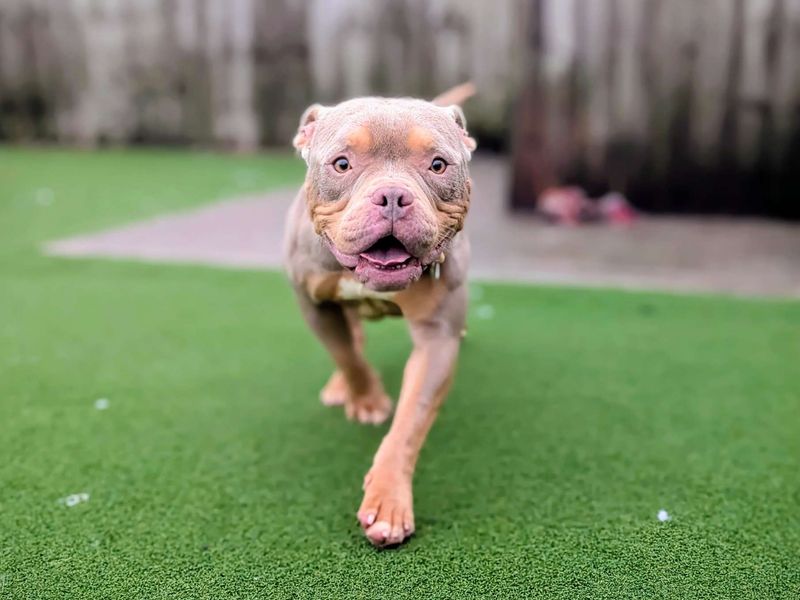 Staffordshire Bull Terrier for adoption in Cardiff / Caerdydd, South Glamorgan – 2 years old - Image 3 of 6