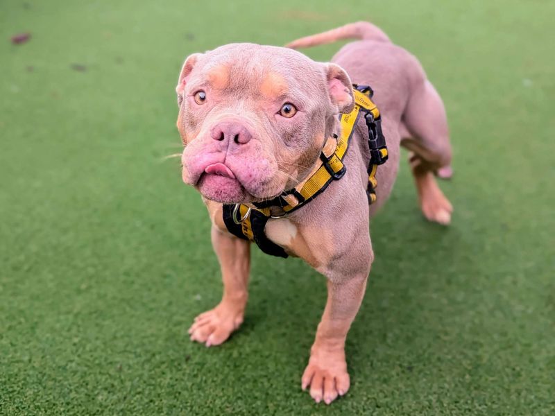 Staffordshire Bull Terrier for adoption in Cardiff / Caerdydd, South Glamorgan – 2 years old - Image 2 of 6