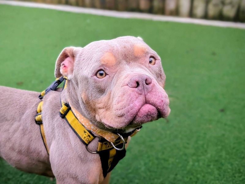 Staffordshire Bull Terrier Dogs And Puppies For Adoption