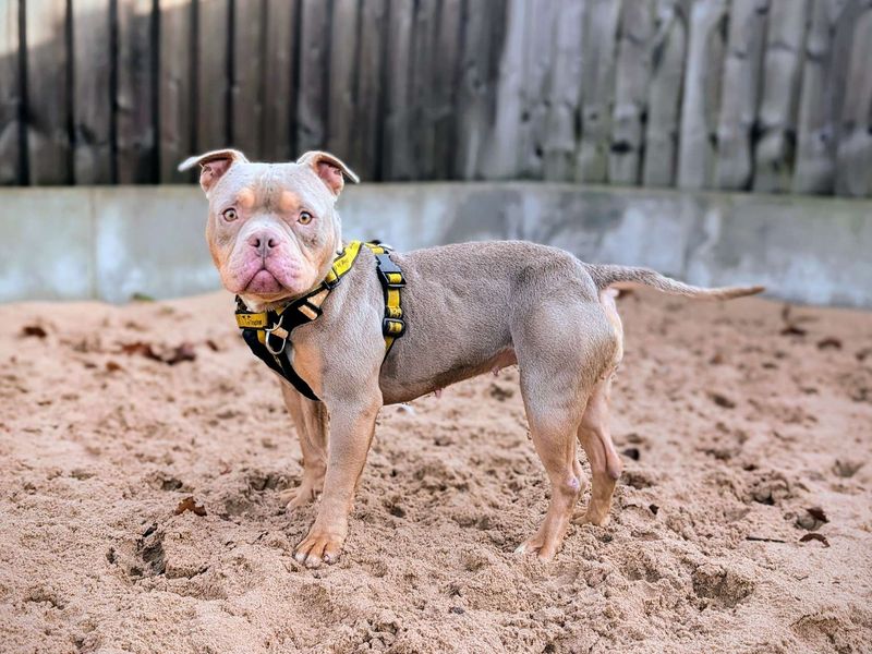 Staffordshire Bull Terrier for adoption in Cardiff / Caerdydd, South Glamorgan – 2 years old - Image 6 of 6