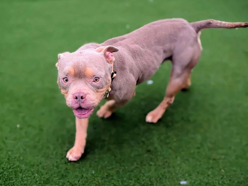 Staffordshire Bull Terrier for adoption in Cardiff / Caerdydd, South Glamorgan – 2 years old - Image 4 of 6