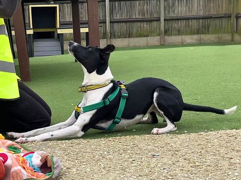 Asia, a 2 years old female Lurcher available for adoption from Dogs Trust in Wiltshire