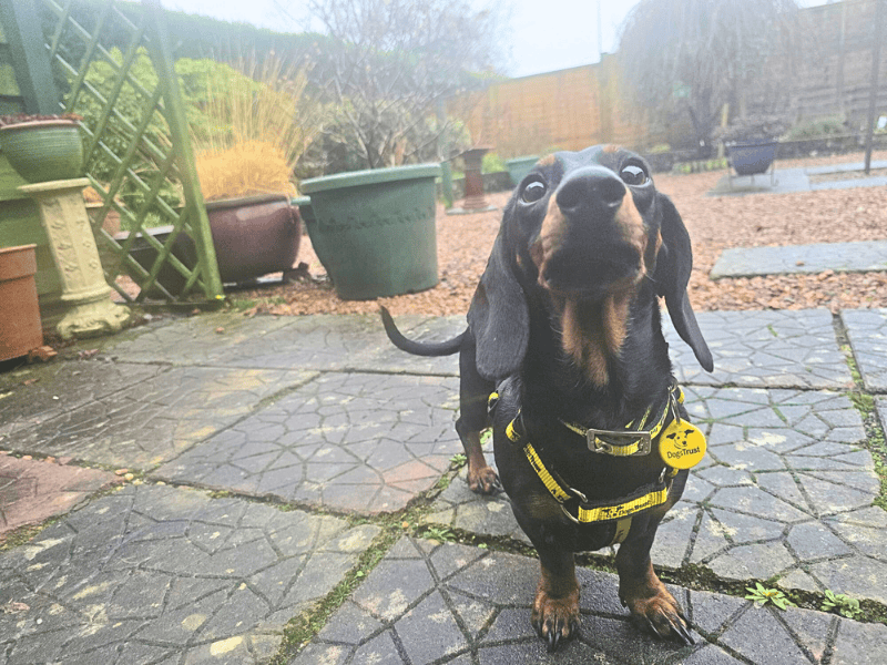 Dachshund Dogs And Puppies For Adoption