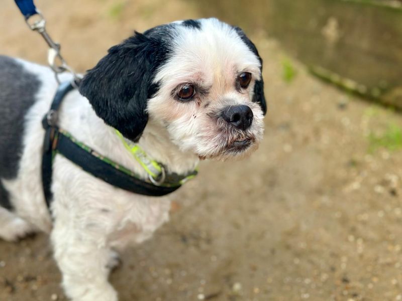 Beauty, a 8 years old female Affenpinscher available for adoption from Dogs Trust in Canterbury, Kent
