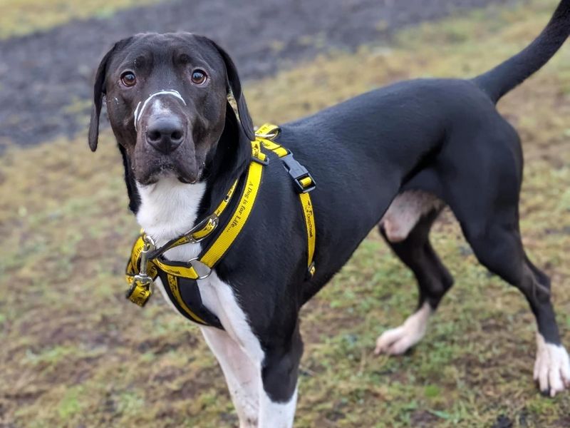 Mason | Retriever (Labrador) Cross | Ballymena (Northern Ireland) - 1