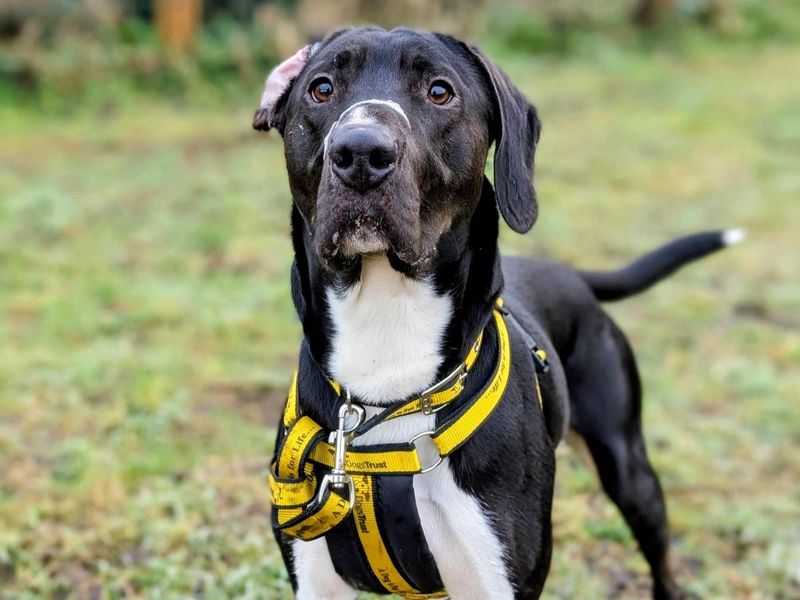 Beagle for adoption in Ballymena, County Antrim – 2 years old - Image 2 of 2