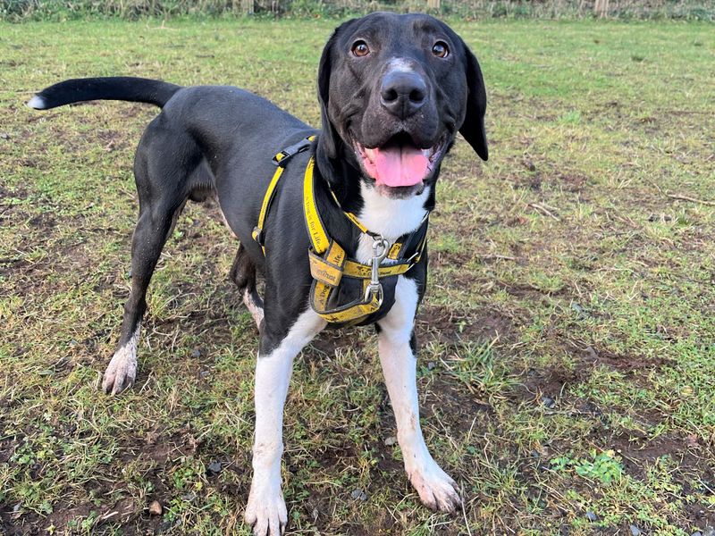 Mason | Retriever (Labrador) Cross | Ballymena (Northern Ireland) - 1