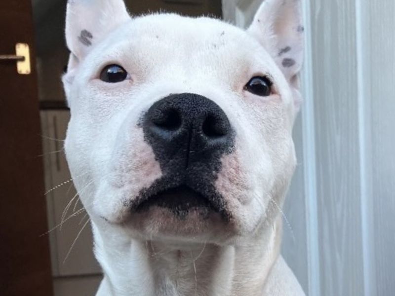 Staffordshire Bull Terrier for adoption in Uxbridge, London – 3 years old