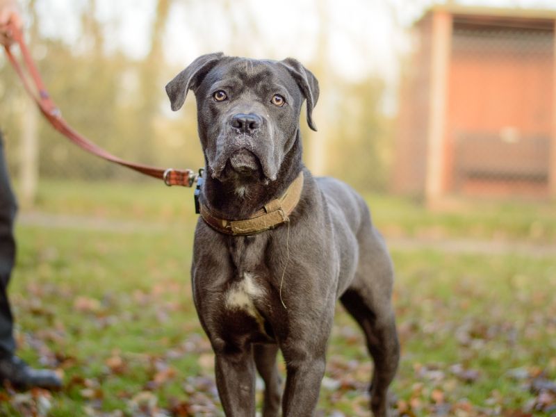 Cane Corso for adoption in Kenilworth, Warwickshire – 1 year old - Image 3 of 4