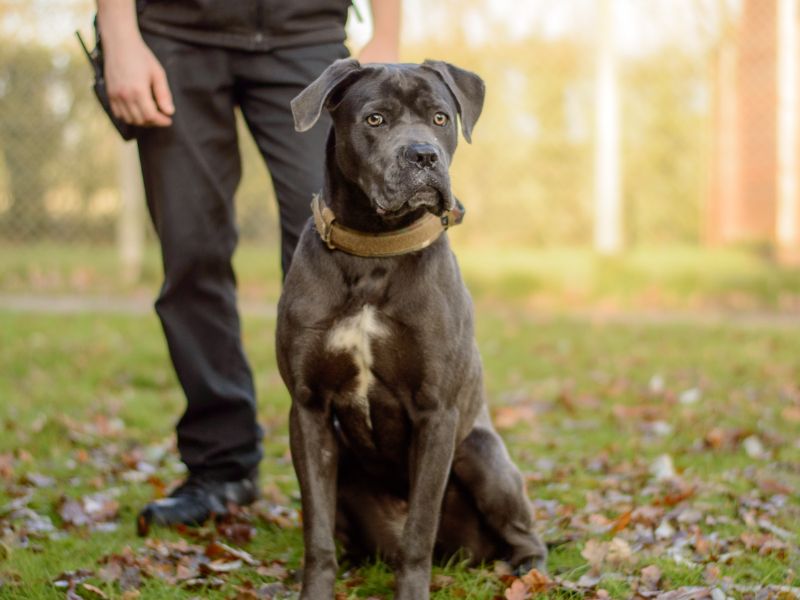 Esme | Italian Corso Dog Cross | Kenilworth (West Midlands) - 1