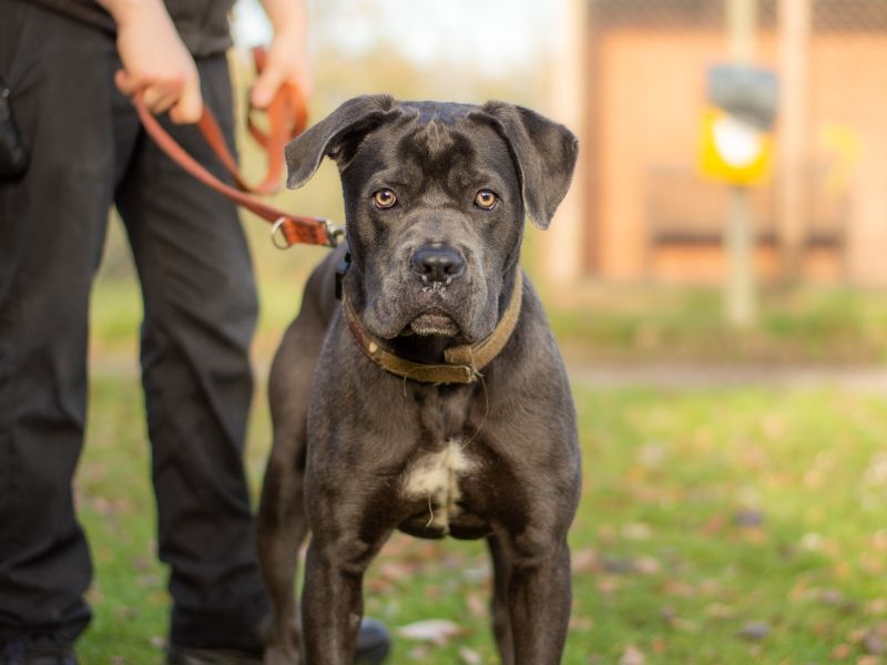 Cane Corso for adoption in Kenilworth, Warwickshire – 1 year old - Image 2 of 4