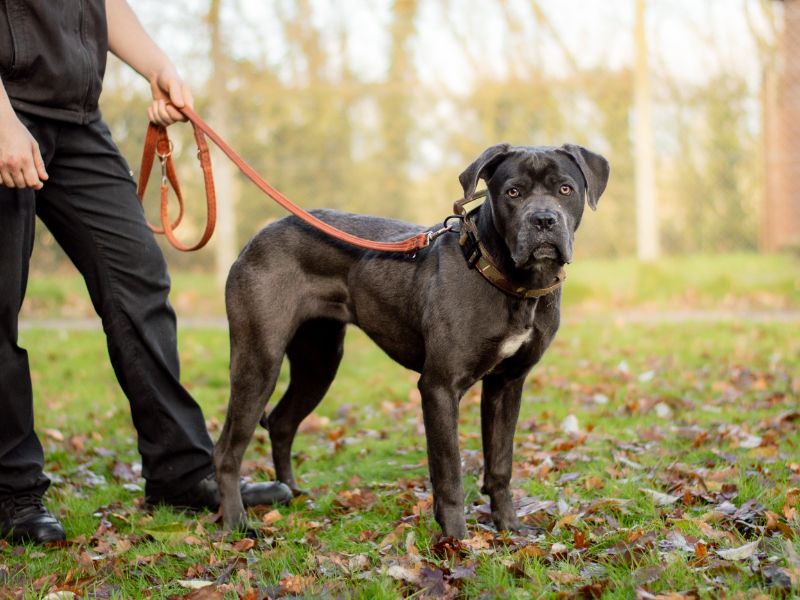 Cane Corso for adoption in Kenilworth, Warwickshire – 1 year old - Image 4 of 4