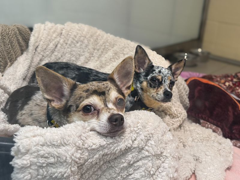 Bert, a 4 years old male Chihuahua available for adoption from Dogs Trust in Basildon, Essex