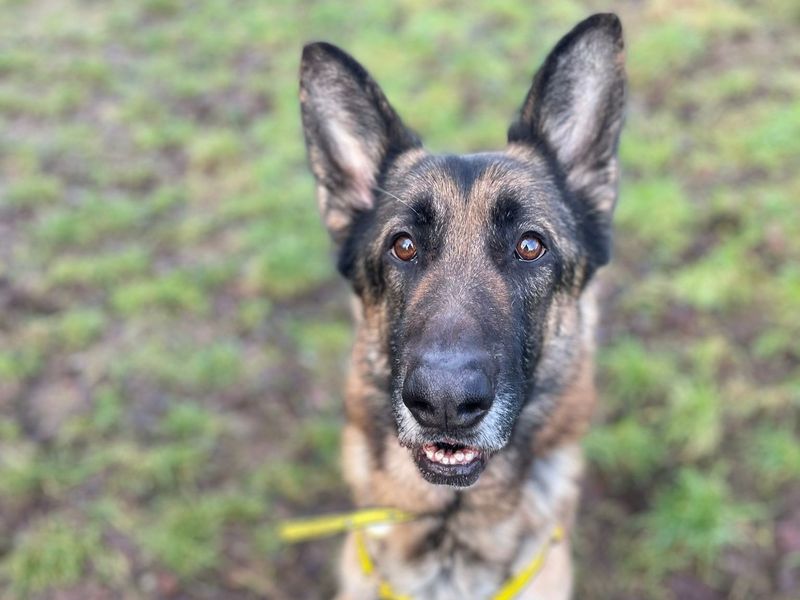 Shadow, a 4 years old male Unknown available for adoption from Dogs Trust in Shrewsbury, Shropshire