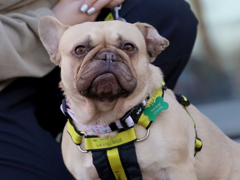 French Bulldog for adoption in Leeds, Yorkshire – 3 years old